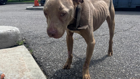 Pit bull, 'Yeezy,' rescued from New York animal cruelty, adopted: SPCA
