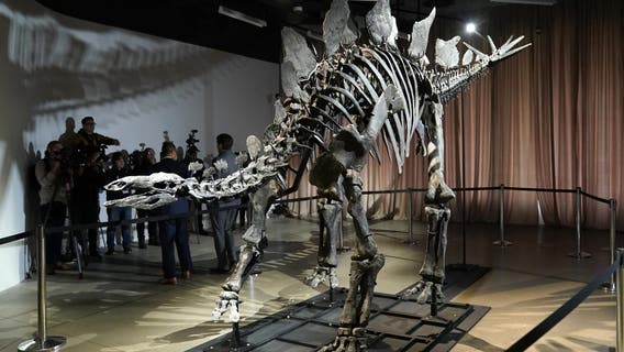 Explore the American Museum of Natural History after hours in this overnight experience