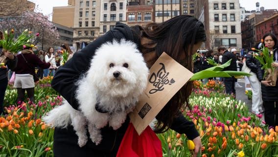 Best neighborhoods in NYC for dog lovers, top dog breeds in the city