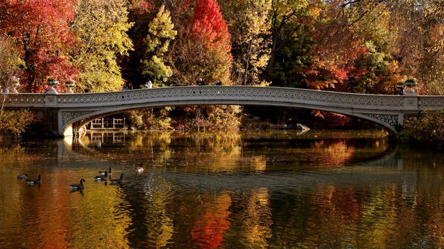 Central Park fall foliage: Map, photo spots, tracker