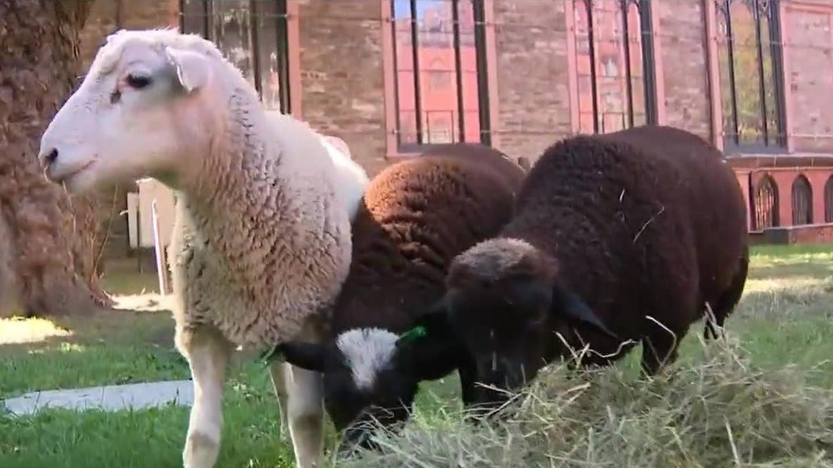 Sheep in NYC? Church uses wooly animals for landscaping