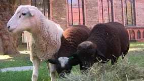 Sheep in NYC? Church uses wooly animals for landscaping