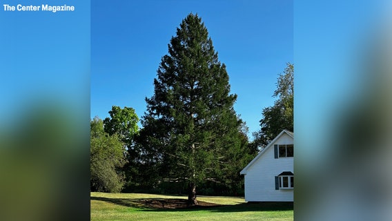Rockefeller Center Christmas tree makes its way to NYC from Upstate