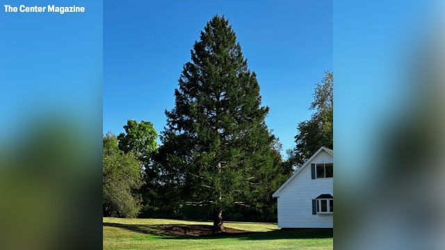 Rockefeller Center Christmas tree makes its way to NYC from Upstate