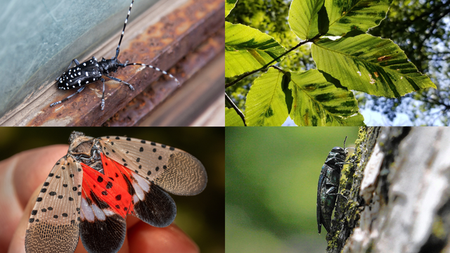 The 10 invasive land-living species of greatest concern for New York State