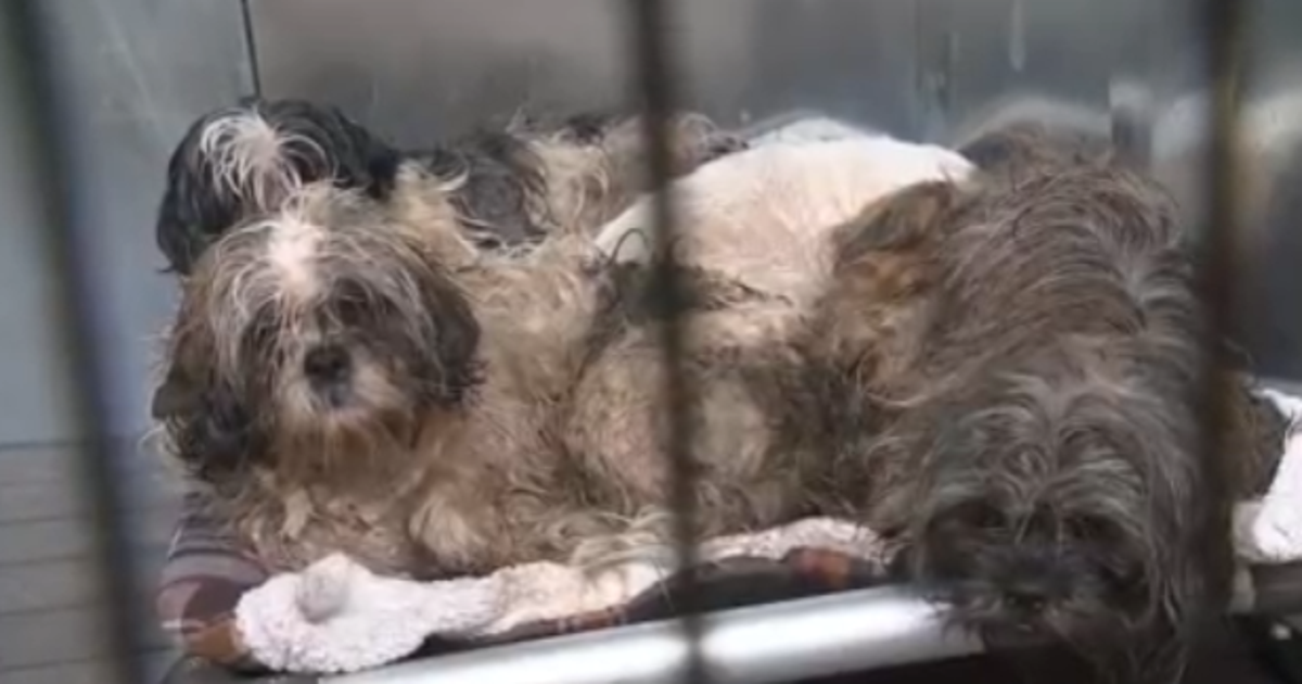Over 100 neglected animals rescued from NJ home: Details | FOX 5 New York