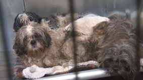 More than 100 neglected animals rescued from Edison, NJ home after medical call