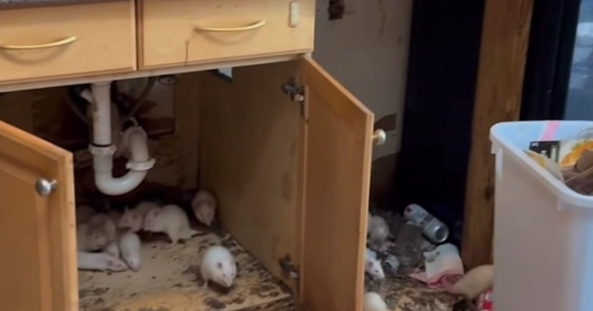 1000 Rats In House Woman charged with animal cruelty after hundreds of rats found in home ...
