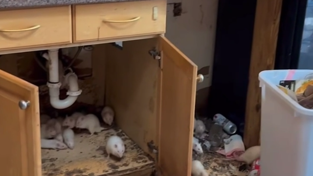 Long Island woman arrested after nearly 1,000 rats found in Rocky Point home