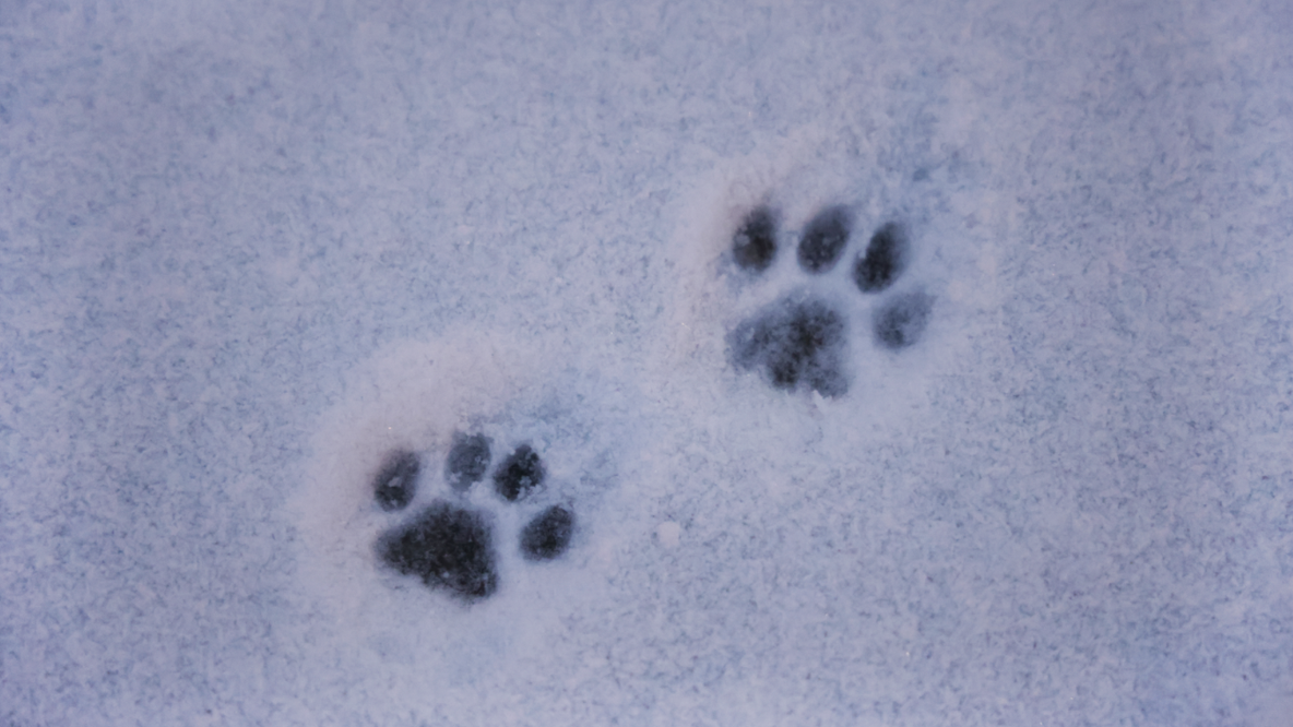 Dog poop in NYC: Melting snow leaves behind hidden health hazards