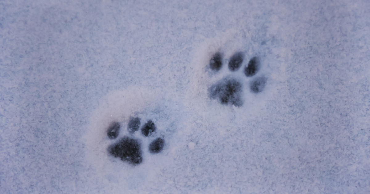 Dog poop in NYC: Melting snow leaves behind hidden health hazards