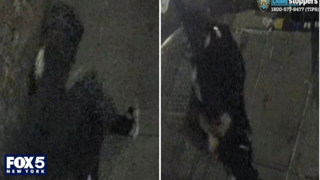 One Piece trading cards valued at thousands of dollars stolen, NYPD reports