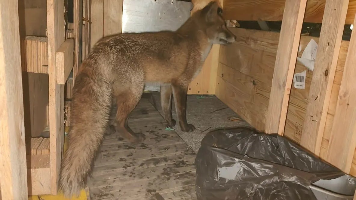 Live fox found stowed away on ship at Port of NY/NJ
