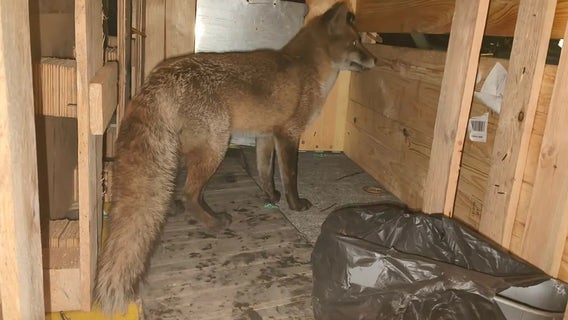 Live fox found stowed away on ship at Port of NY/NJ