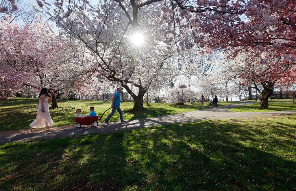 NJ cherry blossom guide: When and where to catch peak bloom