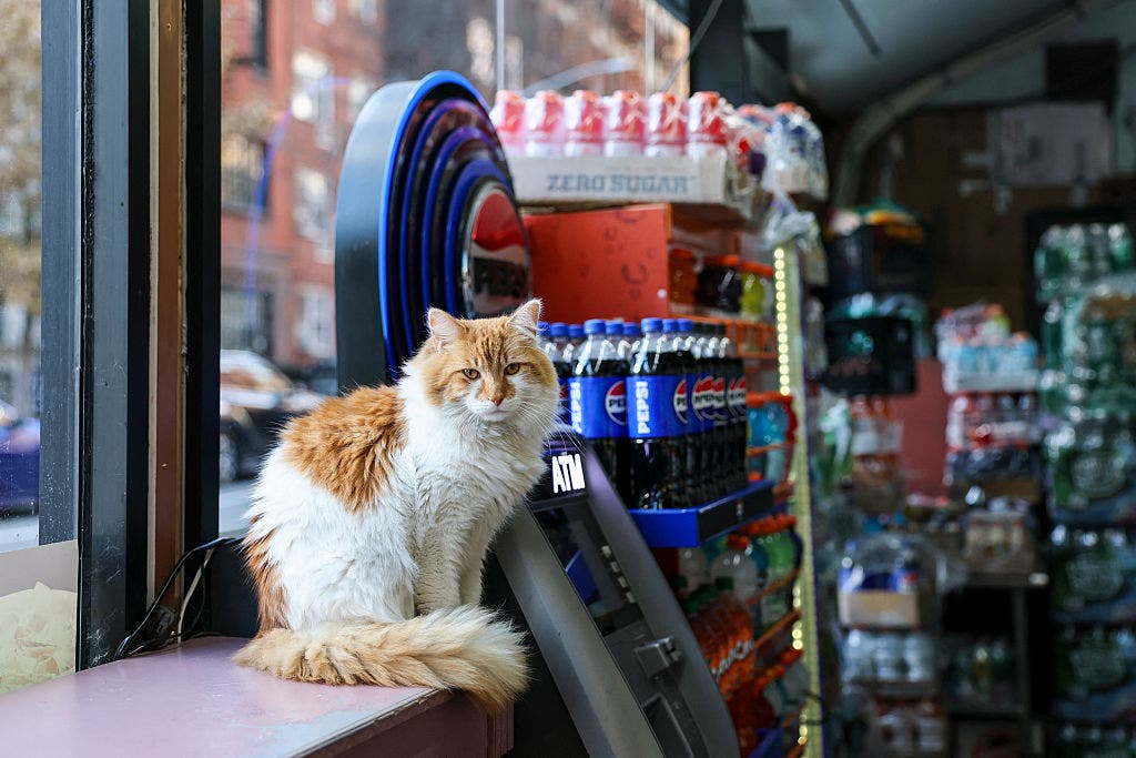 New York City Council bill aims to legalize bodega cats in stores