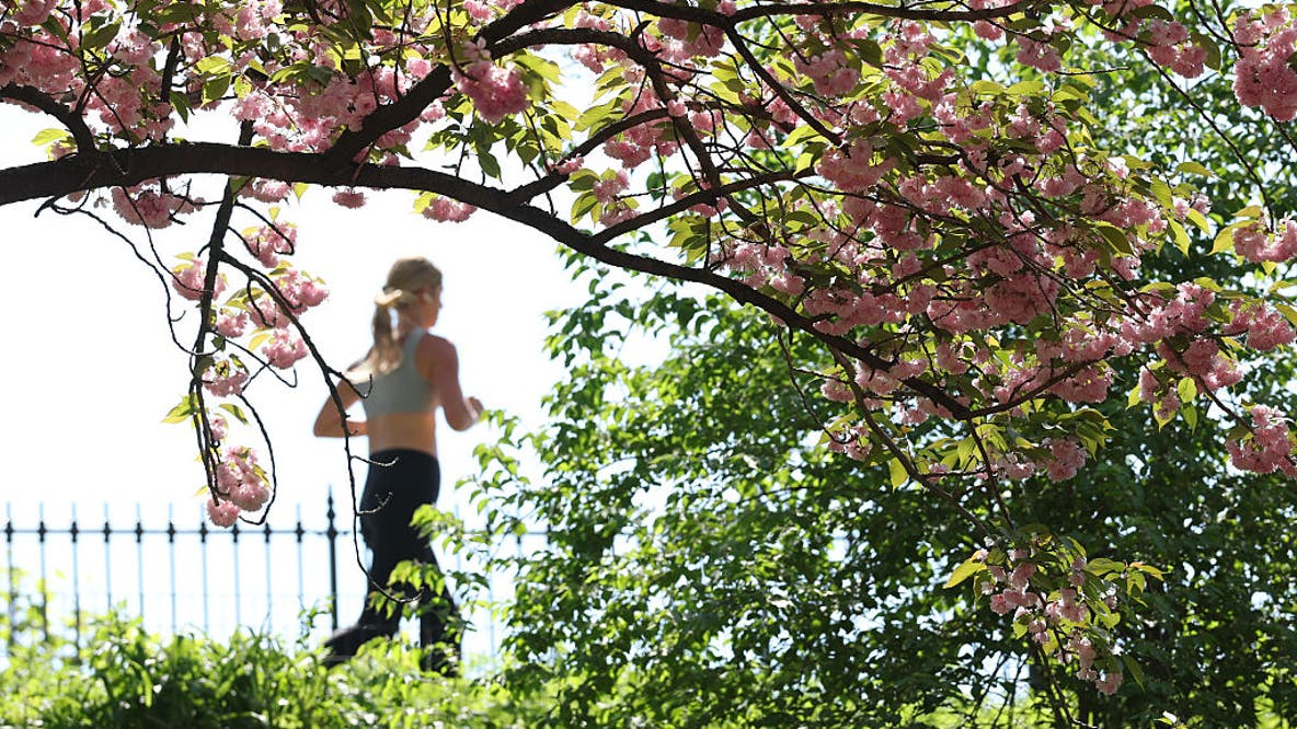 List of best places to see cherry blossoms in Central Park