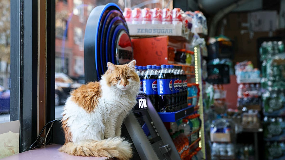 New York City Council bill aims to legalize bodega cats in stores