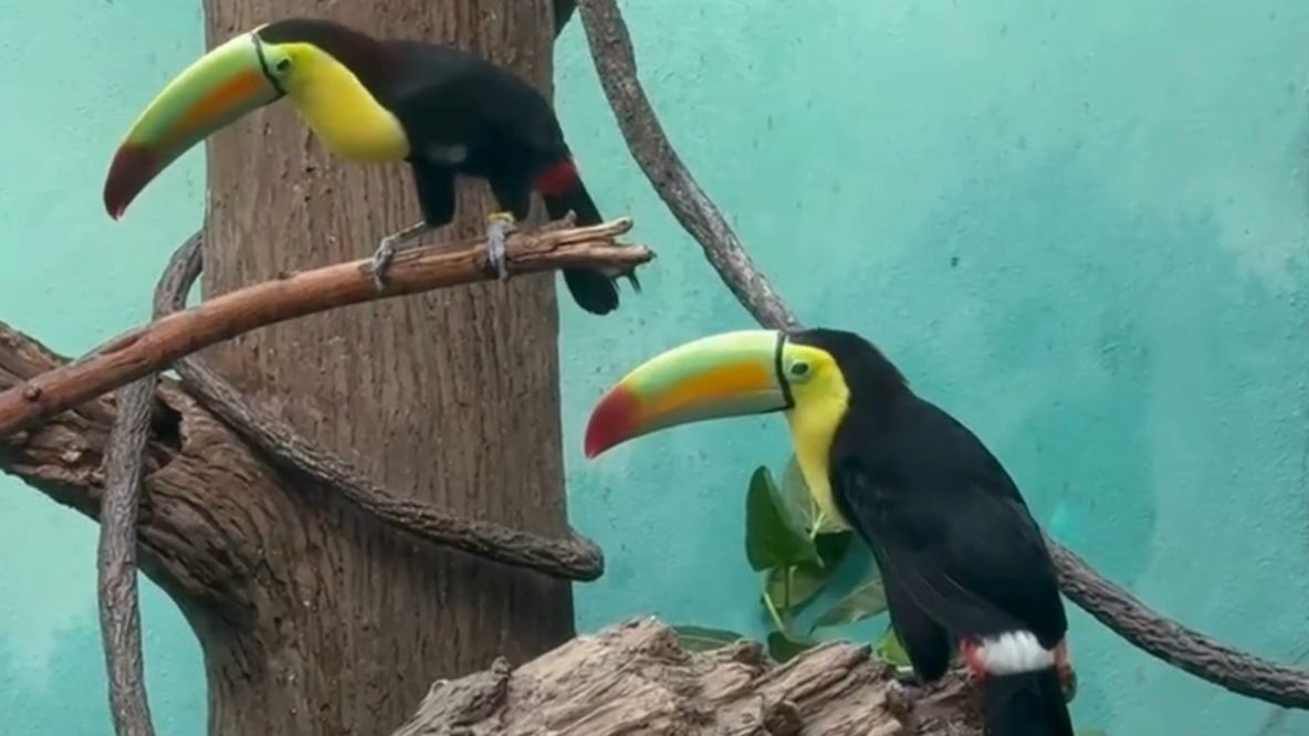 14 trafficked toucans rehabilitated at Bronx Zoo after being found at US-Mexico border