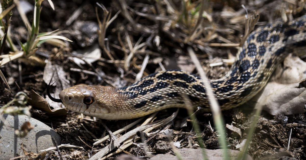 These lakes in New York ranks among the top 5 waters with the most snakes in the U.S.