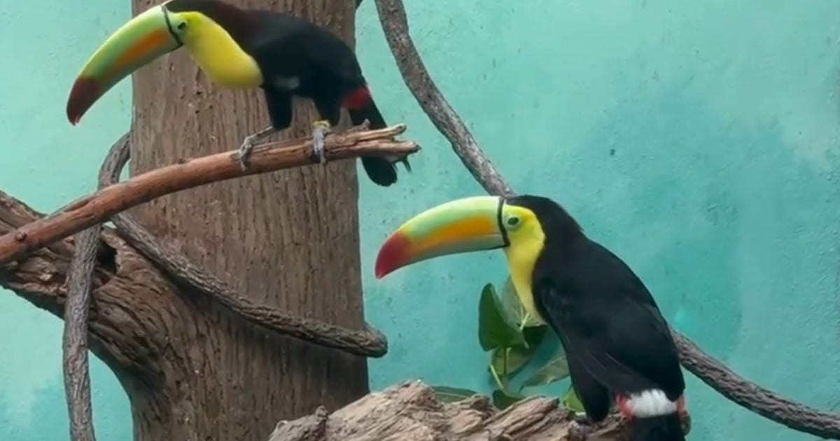 14 trafficked toucans rehabilitated at Bronx Zoo after being found at US-Mexico border