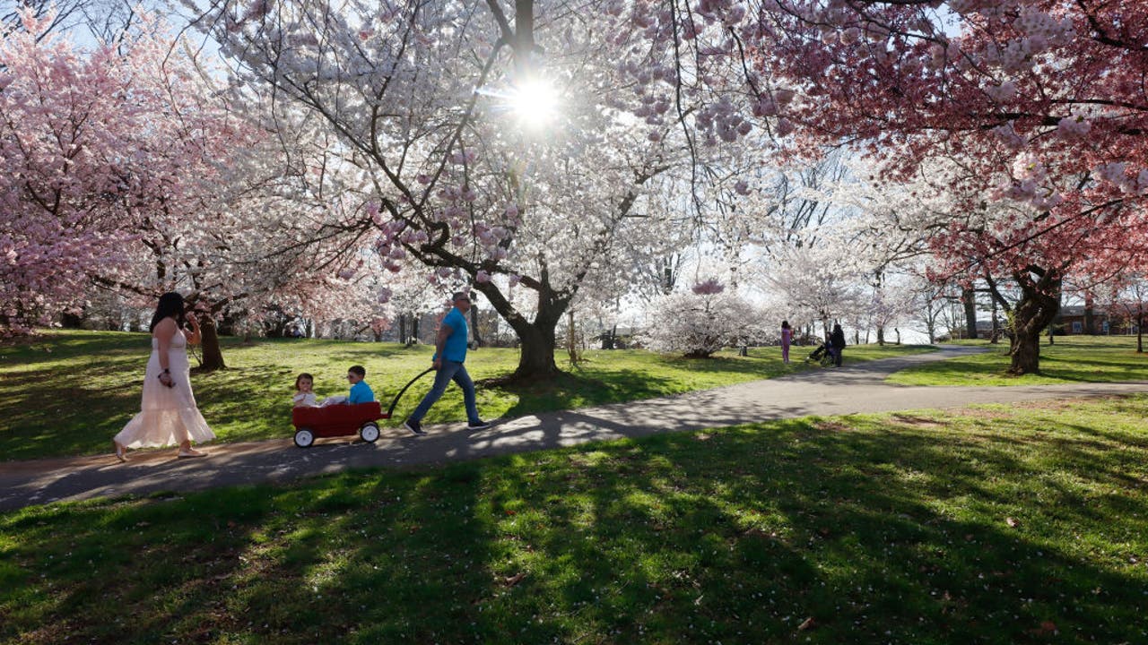 How to see cherry blossoms in NJ | FOX 5 New York