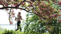 List of best places to see cherry blossoms in Central Park