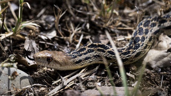 These lakes in New York ranks among the top 5 waters with the most snakes in the U.S.