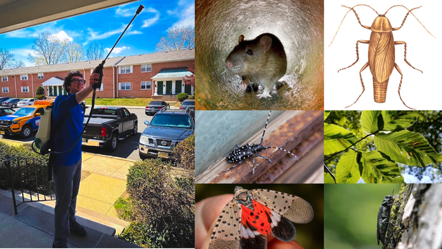The invasive insects and rodents of greatest concern in NY, NJ for 2026: Pest control experts