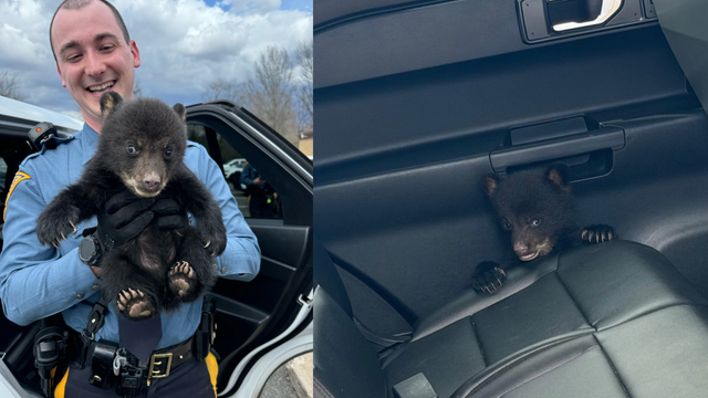 Tiny bear cub rescued by troopers along NJ interstate
