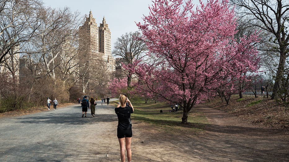 Central Park cherry blossoms: Full list of top viewing spots | FOX