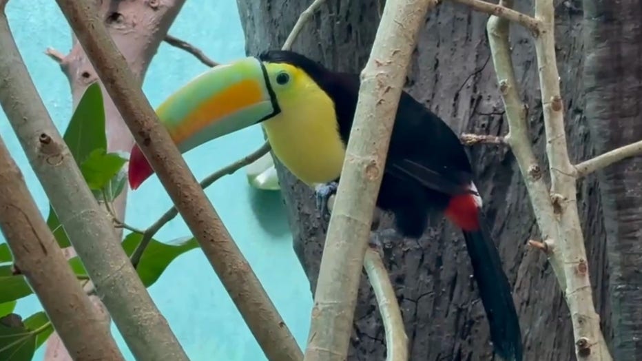 14 toucans rehabilitated at Bronx Zoo after being found in car