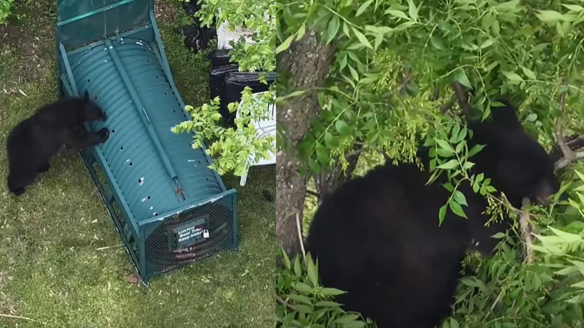 Police use donuts to lure bear from tree in NJ backyard