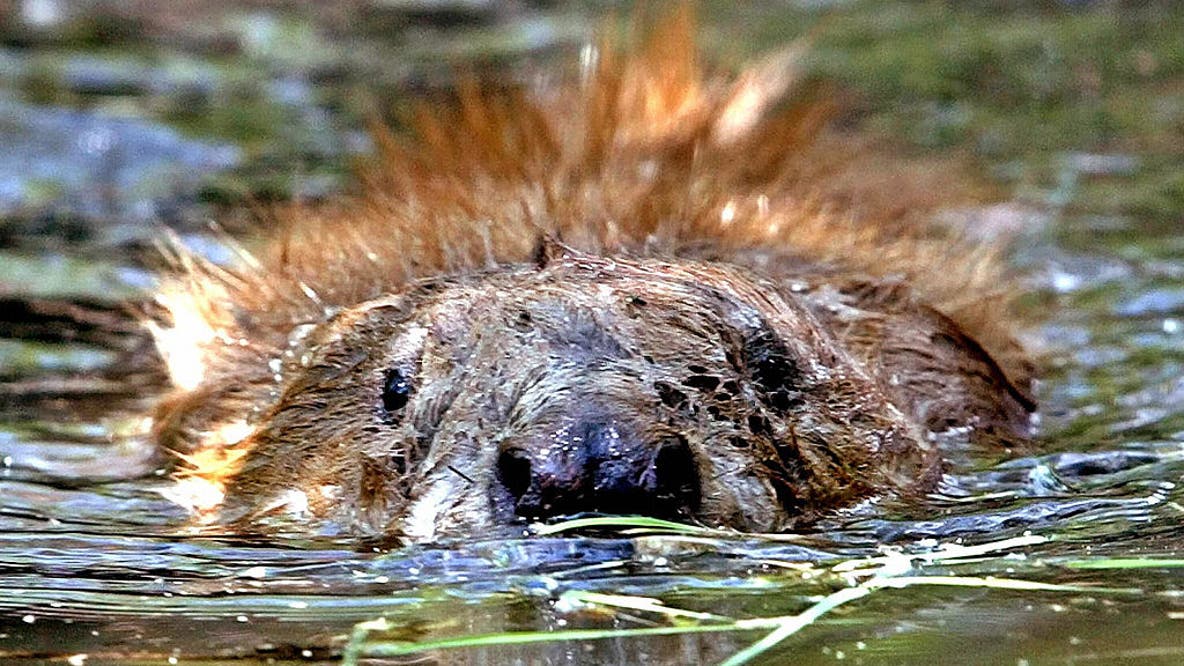Rabid beaver attacks boy fishing in New Jersey lake