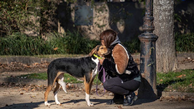 You could get $900 tax credit for owning pets in NJ: Here's how