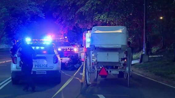Central Park carriage horse died after eating toxic shrub, necropsy reveals
