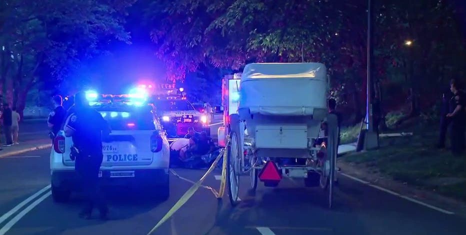 Central Park carriage horse died after eating toxic shrub, necropsy reveals