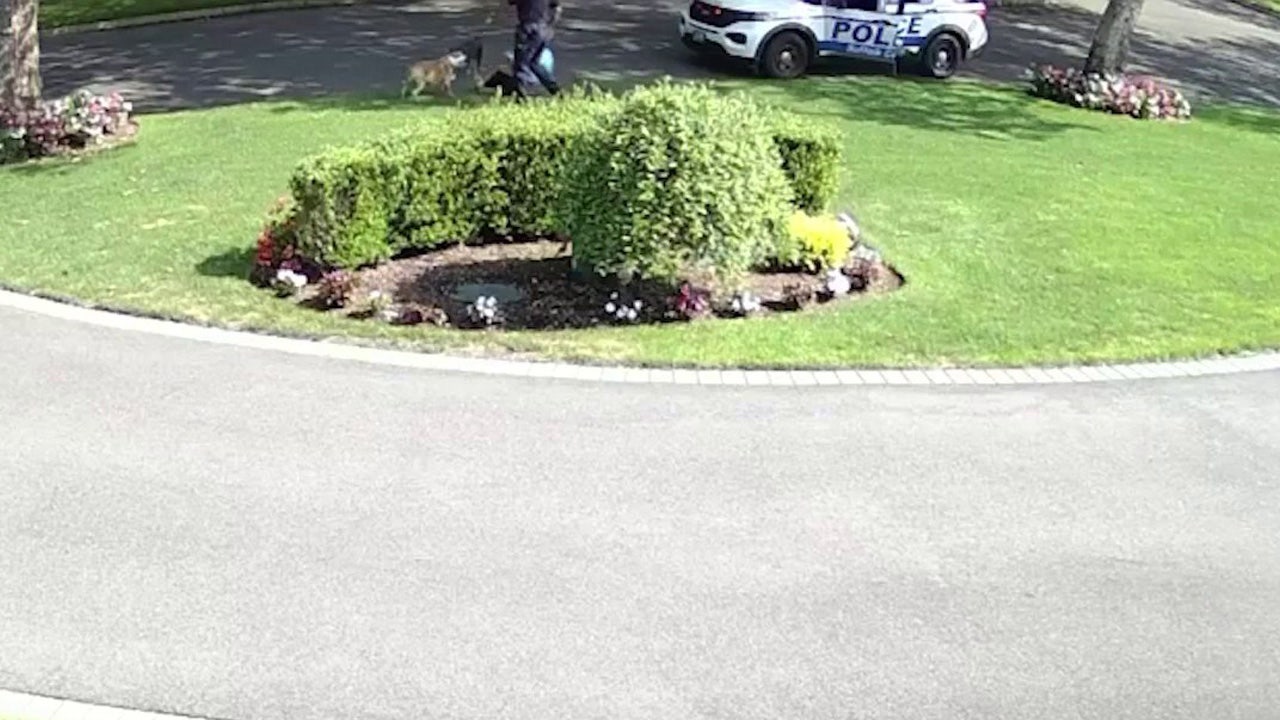 Pit bull attacks terrify Long Island neighbors; pet owners insist dogs aren't vicious
