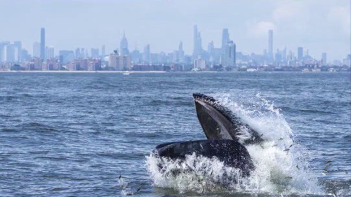 NYC reaches whale-sized milestone: 500th humpback whale spotted in waters