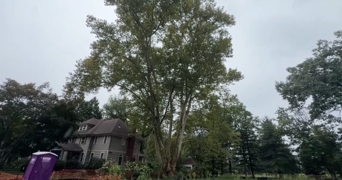 NJ residents oppose developer plan to remove centuries-old tree