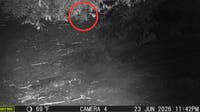 River otter spotted in the Bronx for 1st time in 100 years, Bronx Zoo says