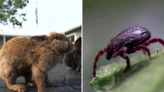 4 cases of 'rabbit fever' confirmed on Long Island, health department says