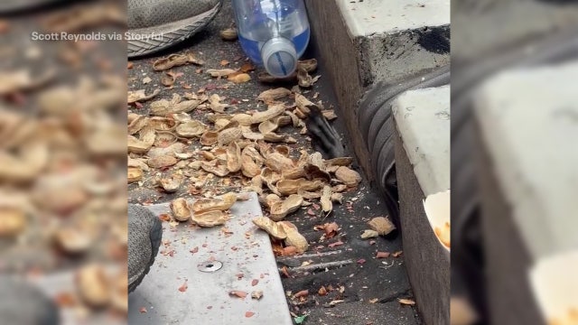 Citi Field raccoon reaches through hole in stands to grab food during game
