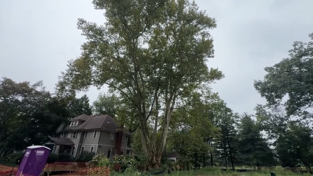 NJ residents oppose developer plan to remove centuries-old tree