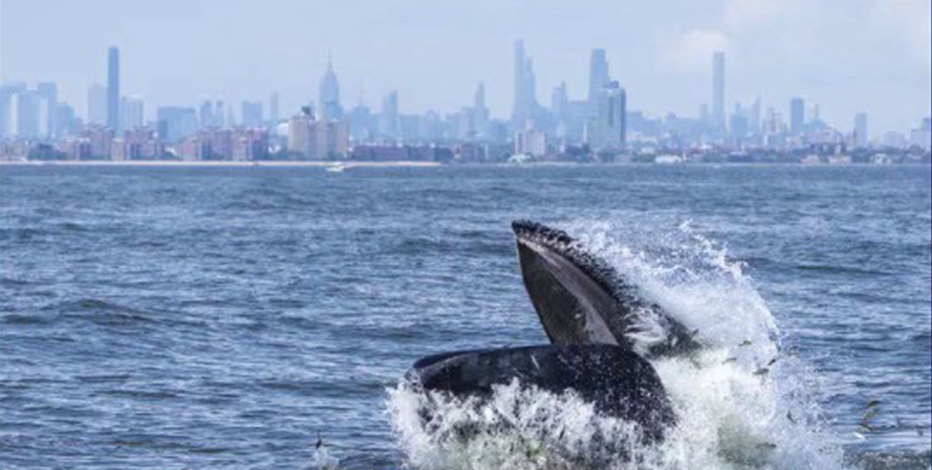 NYC reaches whale-sized milestone: 500th humpback whale spotted in waters