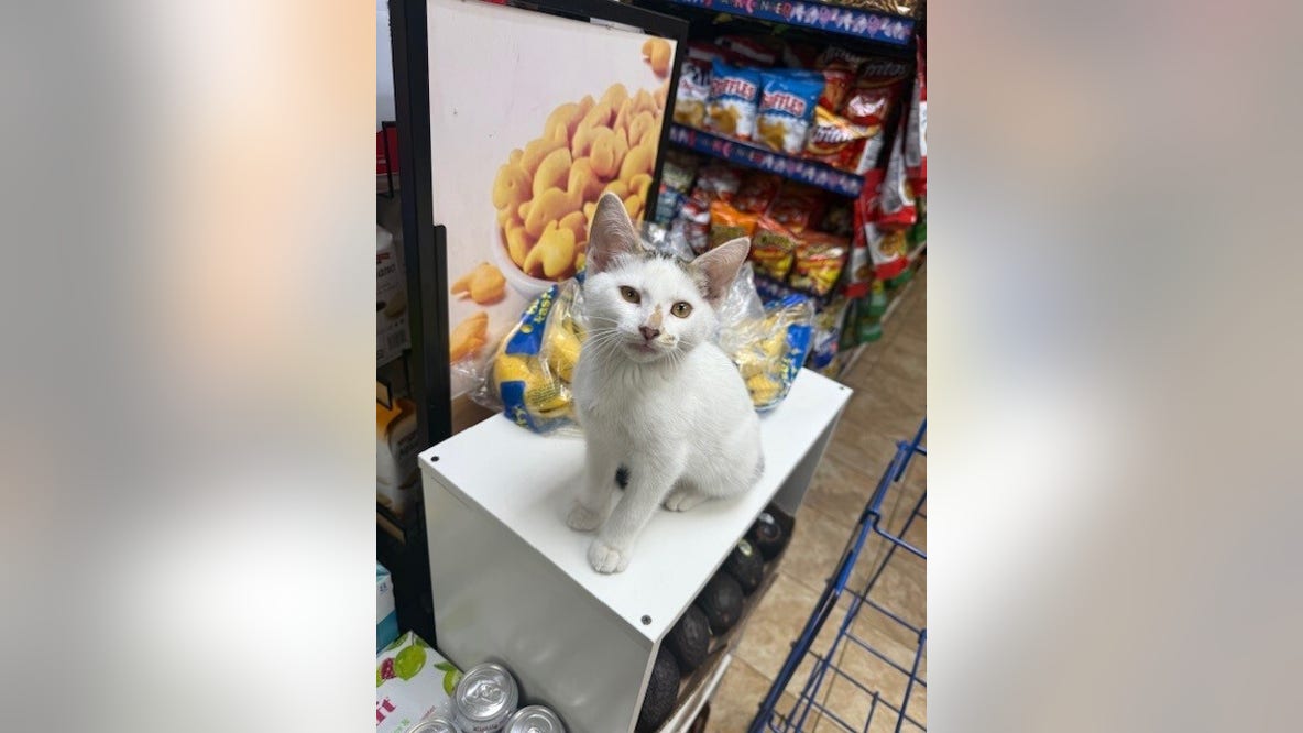 Park Slope rallies after video shows couple stealing Brooklyn bodega cat