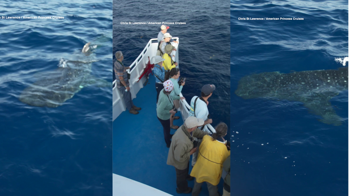 Endangered whale shark spotted just off NYC coast in extraordinary encounter