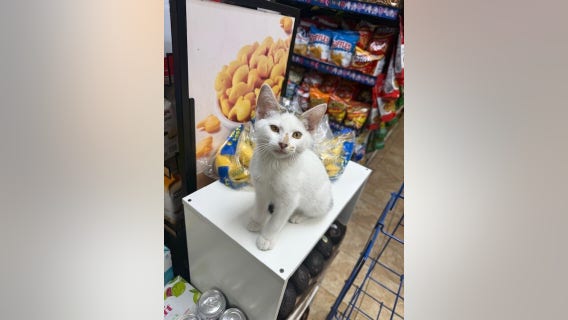 Park Slope rallies after video shows couple stealing Brooklyn bodega cat