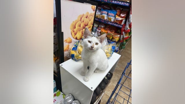 Park Slope rallies after video shows couple stealing Brooklyn bodega cat
