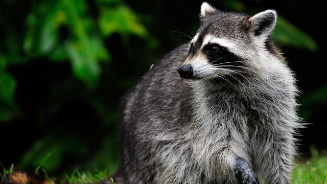 2 raccoons test positive for rabies in Bay Shore and Babylon